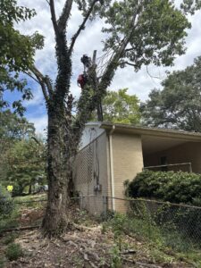 Tree removal in progress next to a residential house, performed by Signature Tree Service in Greenville, SC.