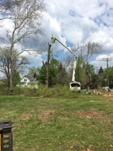 A tree removal operation with a worker in a bucket truck and cut branches on the ground by Robles Tree Service in Detroit, MI.