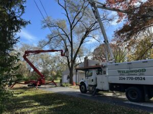 Wildwood Tree Service crew performing tree removal with a bucket truck and a red spider lift in Elgin, IL.