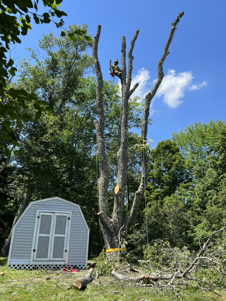A Cassella Tree Service crew performing a tree removal operation on a foggy day in South Portland, ME.