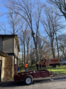 A tree removal operation in progress with a worker in a bucket truck and ground crew by Condados Tree Service LLC in Indianapolis, IN.