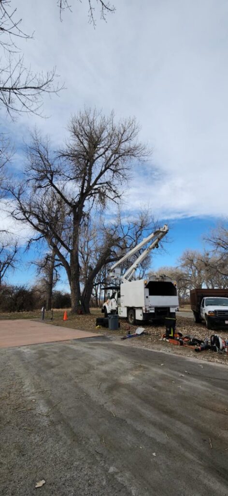 A comprehensive tree removal operation with a bucket truck, chipper, and dump truck by Riverdale Tree Services in Northglenn, CO.
