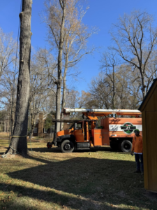 A bucket truck and worker preparing for tree removal or heavy pruning with ropes on a tall tree by J-1 tree Service in Raleigh, NC.