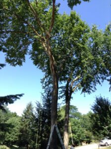 A tall tree with ropes and a ladder, indicating tree removal or trimming preparation by Arborscape Tree Care in Ankeny, IA.