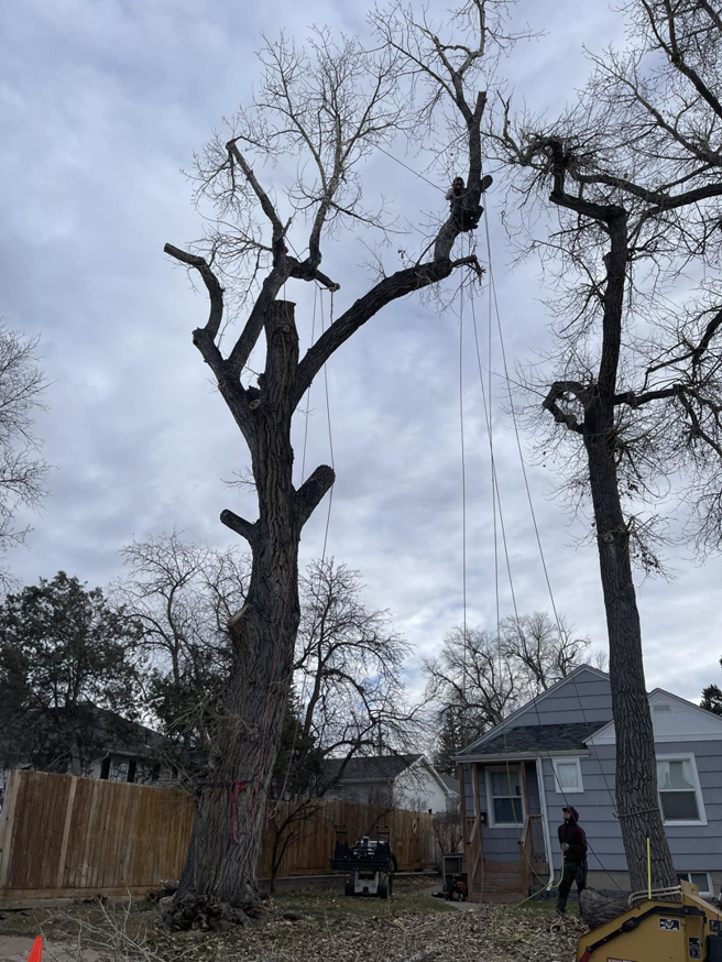 Tree service professionals performing tree removal and pruning on large trees at Magrum Tree Service in Cheyenne, WY.