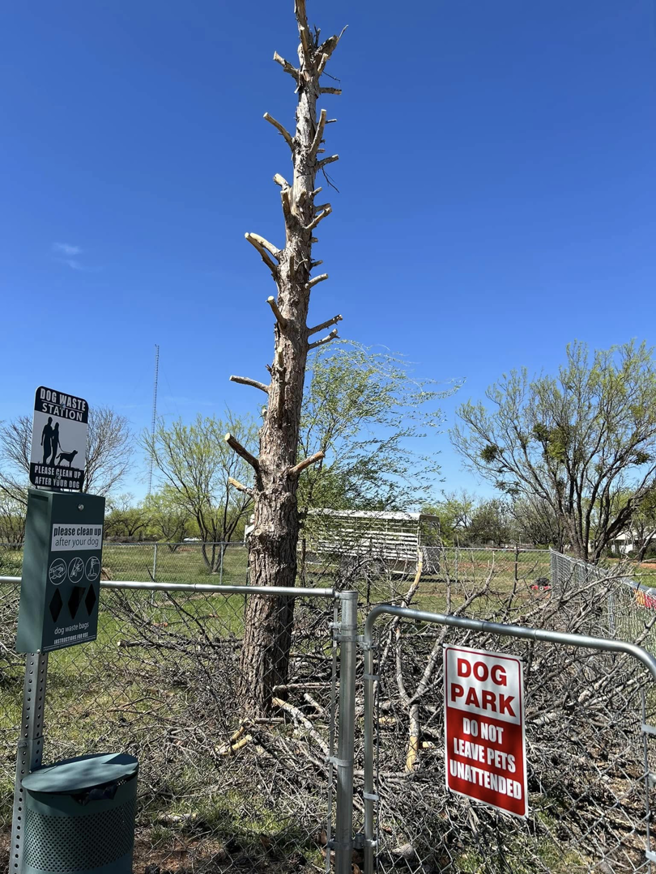 A tall tree after extensive pruning or removal work, with cut branches on the ground by Mitchell's Tree Care in Trent, TX.