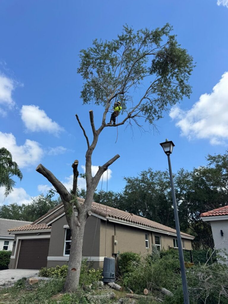 A tree service worker performing tree removal and pruning on a large tree for Tree service of south florida inc in Fort Lauderdale, FL.
