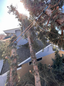 Close-up of tree removal rigging on branches by Ice Tree Service LLC in Westminster, CO.