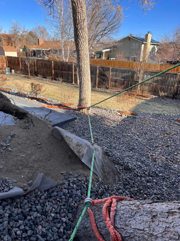Tree removal rigging with a cut trunk section on the ground by Ice Tree Service LLC in Westminster, CO.
