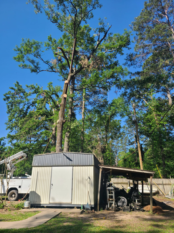 A tall tree with ropes and rigging in place for removal or pruning, next to a shed, by Edgar's Tree Service & Demolition in West Monroe, LA
