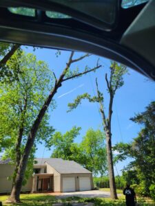 Two tall trees with ropes and rigging in place for removal or trimming by TREE Masters Expert Tree Care in Wilmington, NC.