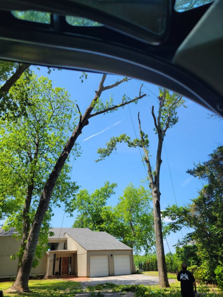 Two tall trees with ropes and rigging in place for removal or trimming by TREE Masters Expert Tree Care in Wilmington, NC.