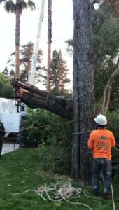A tree service worker managing ropes to safely lower a large tree section during removal by Oscar's Expert Tree Services in San Jose, CA.