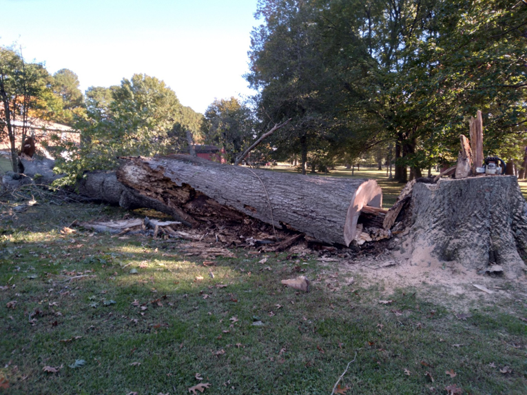 Tree removal equipment, including a heavy-duty rope, used by LumberJake for safe tree felling in Lutz, FL.