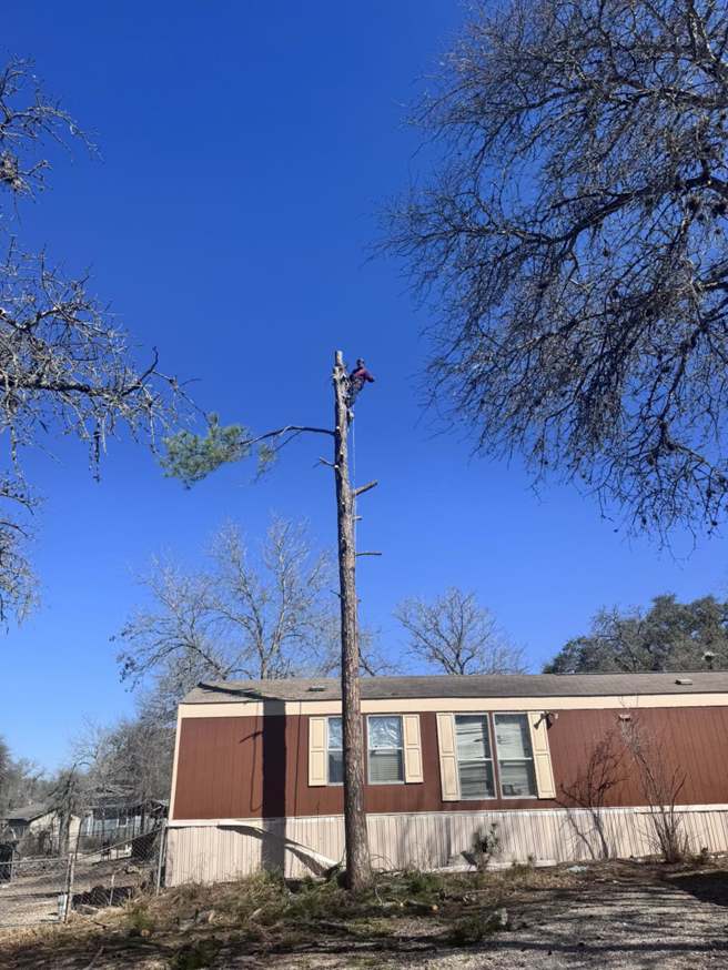 A tree service professional performing tree removal on a tall tree for Andrew's Tree & Landscaping Services in San Antonio, TX