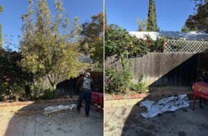 Before and after photo of a complete tree removal service by Waste Unlimited Brush Clearance & Tree Service LLC in Los Angeles, CA.