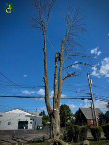 A tree service worker climbing a tall, bare tree for removal by RDK Landscaping and Tree Services in Buffalo, NY.