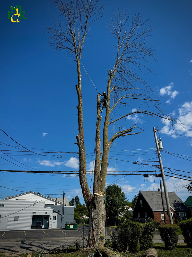 A tree service worker climbing a tall, bare tree for removal by RDK Landscaping and Tree Services in Buffalo, NY.