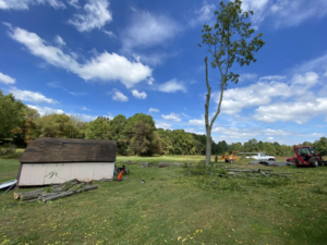 A tree removal site with cut logs and heavy equipment by Brothers In Arms Tree Care in Johnson City, TN.