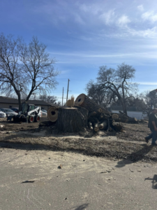 A tree removal site with a large stump, cut logs, and a skid-steer loader by Kahlo's Tree Service in Stanton, NE.