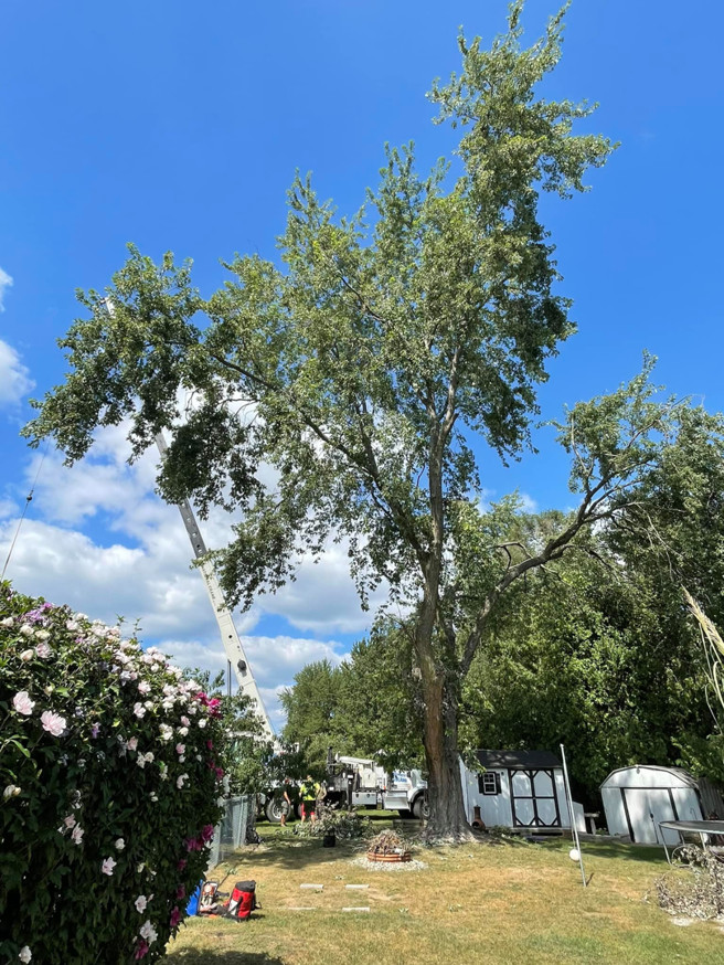 A tree removal site with a tall tree, a crane truck, and crew members working for Tip Top Tree Care in Grand Rapids, MI.