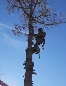 A tree removal specialist safely working high in a bare tree for Sierra Tree Specialist in Albuquerque, NM.