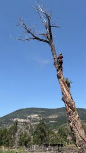 A tree removal specialist cutting down a dead tree section by section for Treeincarnation MT in Helena, MT.