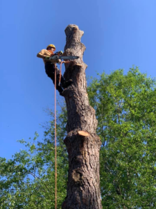 A tree removal specialist safely cutting down a large tree trunk high above ground for Victor Tree Services in Houston, TX.