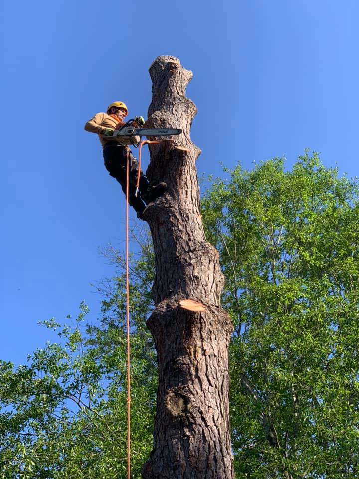 A tree removal specialist safely cutting down a large tree trunk high above ground for Victor Tree Services in Houston, TX.