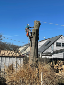A tree removal specialist cutting a large tree trunk, with cut logs visible nearby, for Avalos tree service LLC in Gaithersburg, MD.