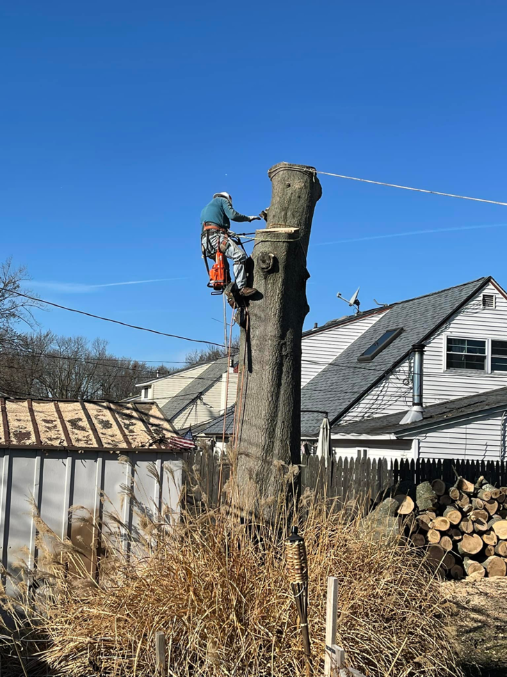 A tree removal specialist cutting a large tree trunk, with cut logs visible nearby, for Avalos tree service LLC in Gaithersburg, MD.