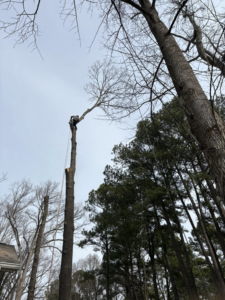 A tree removal specialist cutting a tall tree trunk by BG Tree Service, LLC in Cary, NC.
