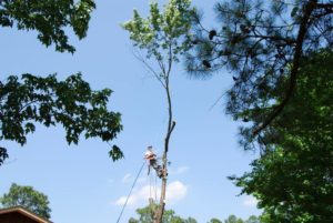 A tree removal specialist harnessed in a partially removed tree, performing work for Daniel's Tree Service in Columbia, SC.