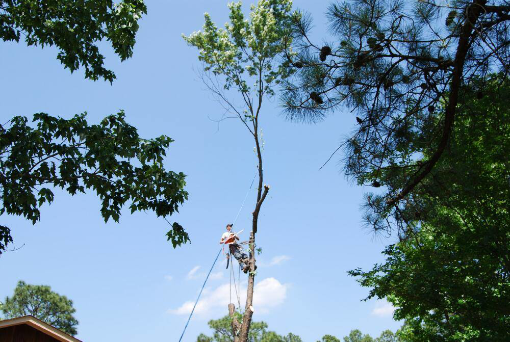 A tree removal specialist harnessed in a partially removed tree, performing work for Daniel's Tree Service in Columbia, SC.