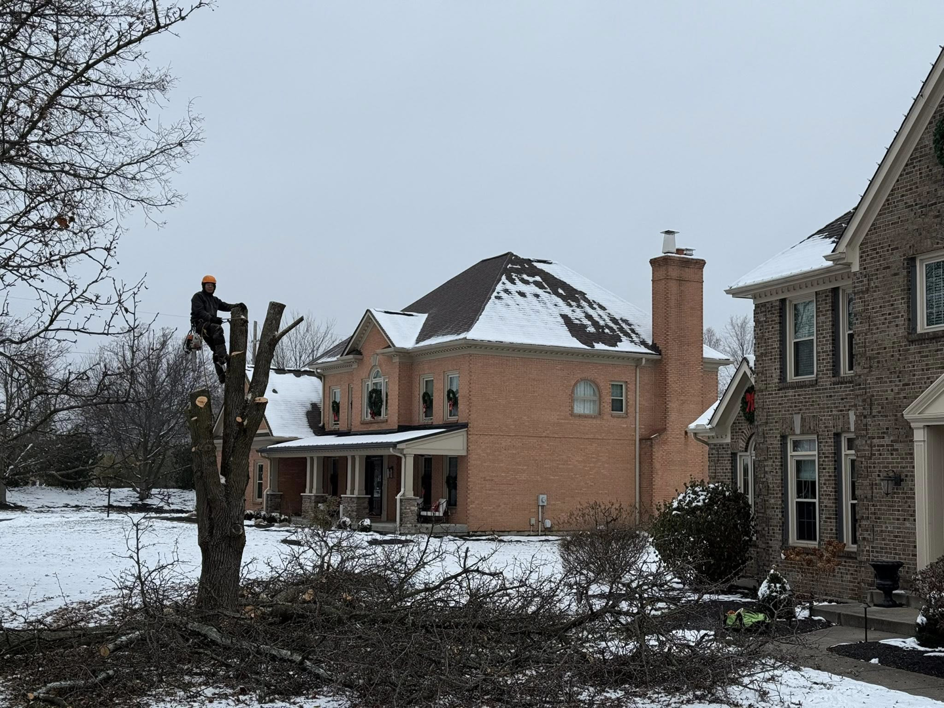A tree removal specialist working on a large tree trunk in a residential area for EDEN Creations LLC in Covington, KY.