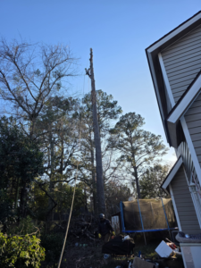 A tree removal specialist high in a tall tree, cutting branches, with a ground crew member below for Treevol Service LLC in Gwinnett, Atlanta, GA.