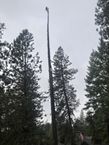 A tree removal specialist working high on a tall, stripped tree trunk for Loughnan Logging-Tree Service in Spokane Valley, WA.