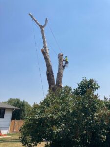 A tree removal specialist working on a tall tree trunk after major removal by Treeincarnation MT in Helena, MT.