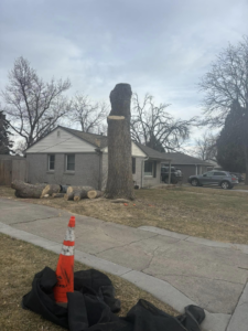 A tall tree stump and cut logs after a tree removal by Ace Tree Service in Denver, CO.
