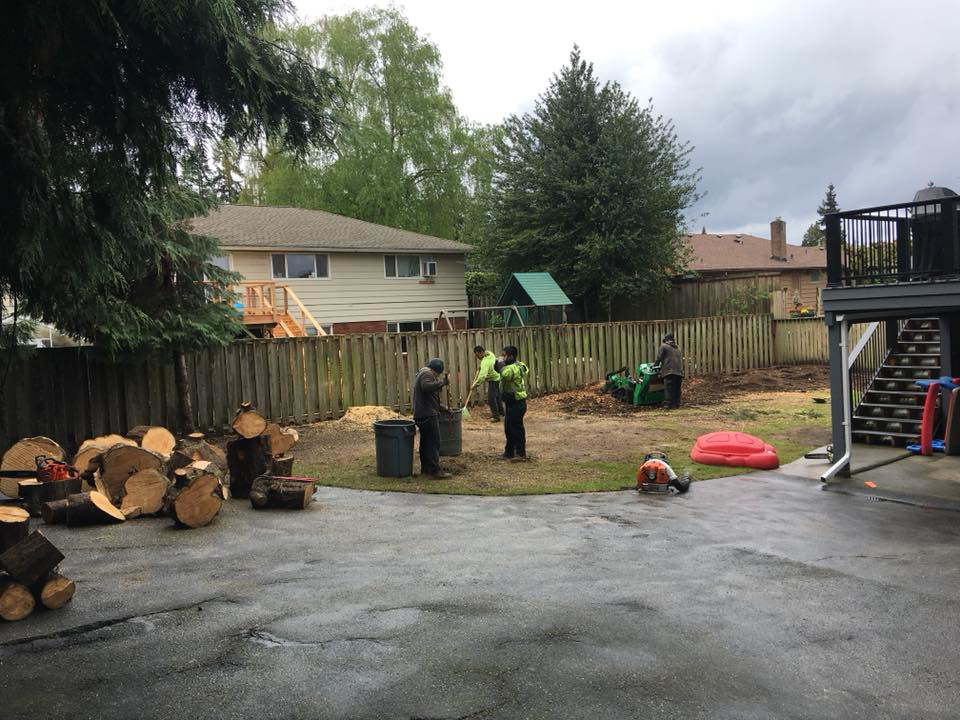 A team from Evelio's Landscaping Services LLC performing tree removal, stump grinding, and yard cleanup in Kent, WA.