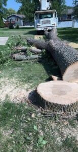 A large tree stump and cut logs on the ground after tree removal by Custom Cuts Tree Service in Watertown, SD.
