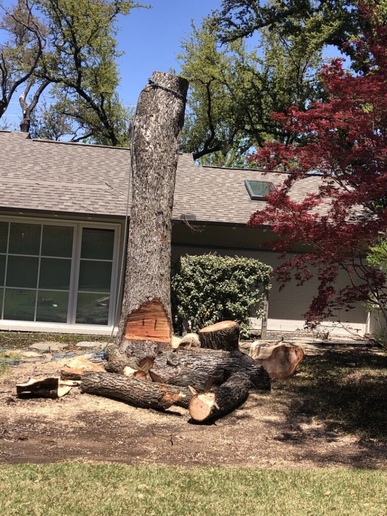 A large tree stump and cut logs on the ground after a tree removal service by JG Tree Service in Philadelphia, PA.