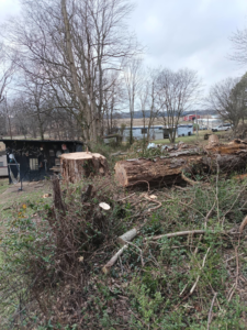 A large tree stump and cut logs on the ground after a tree removal service by Notta-Trace trees in Livermore, KY.