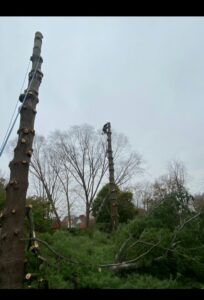 Two tall tree stumps and cut branches on the ground after tree removal by EK Tree Service in Lancaster, PA.