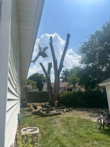 A large tree mostly removed, leaving tall stumps, with a bucket lift visible, showing tree removal by Collier Lawn & Tree in Akron, OH.