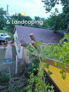 Tree removal work completed with stumps remaining next to a house by Lone Star Tree Service & Landscaping in Fort Worth, TX.