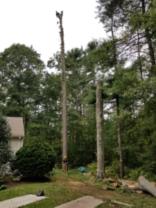 Tree removal in progress with a worker high in a tall de-limbed tree by West Bay Tree Works LLC in Coventry, RI.