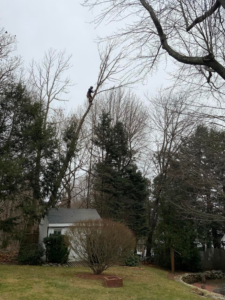 An arborist performing tree removal or trimming on a tall, bare tree for Sharp Tooth Tree Service in Dewey, AZ.