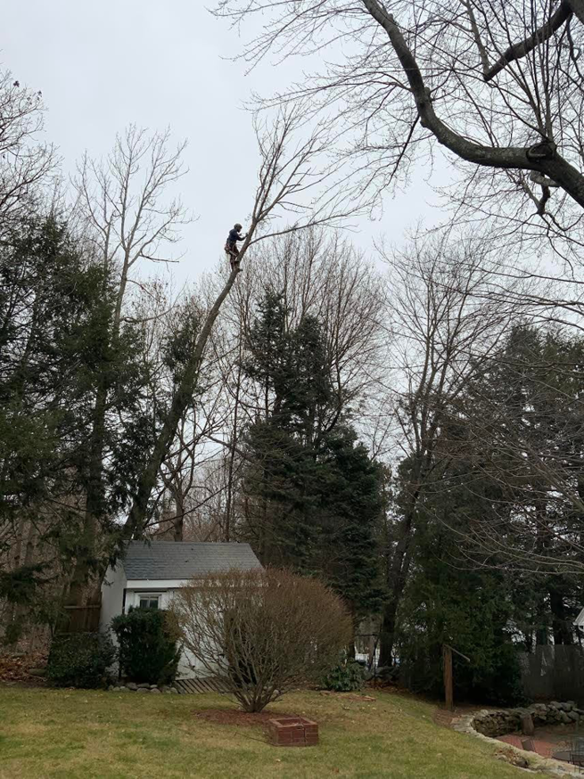 An arborist performing tree removal or trimming on a tall, bare tree for Sharp Tooth Tree Service in Dewey, AZ.