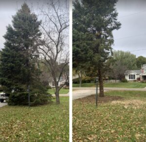 Before and after image showing tree removal and trimming services by Griffis Tree and Lawn in Council Bluffs, IA.